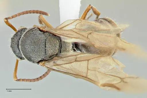 Polyrhachis cyrus - FOCOL2601-2