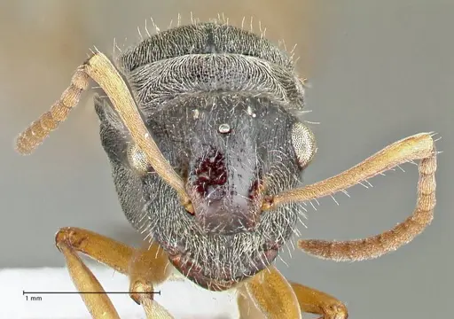 Polyrhachis cyrus - FOCOL2601-2