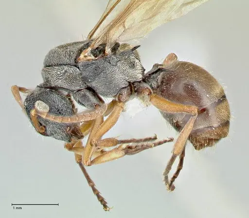 Polyrhachis cyrus - FOCOL2601-2