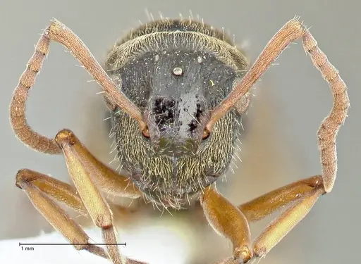 Polyrhachis cyrus - FOCOL2601-3
