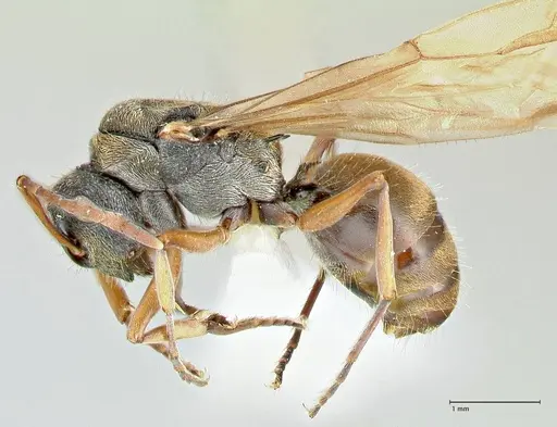 Polyrhachis cyrus - FOCOL2601-3