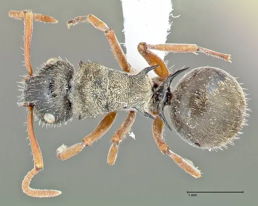 Polyrhachis cyrus - FOCOL2602-1