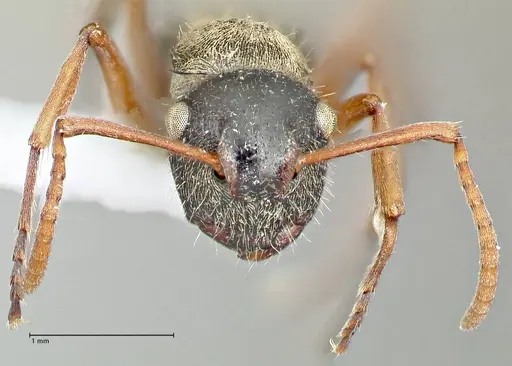 Polyrhachis cyrus - FOCOL2602-1