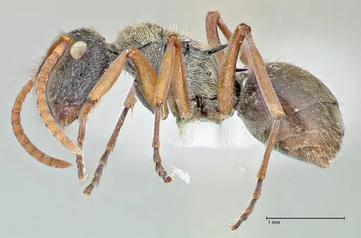Polyrhachis cyrus - FOCOL2602-1