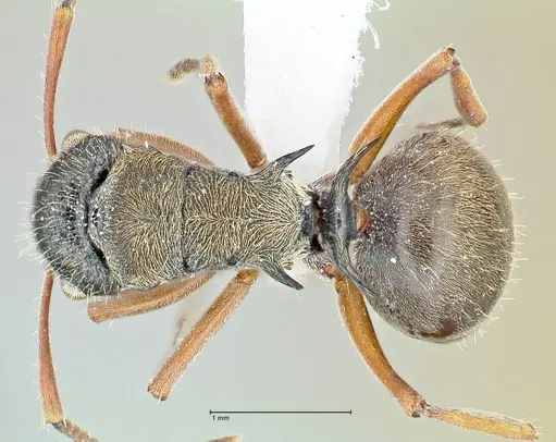 Polyrhachis cyrus - FOCOL2602-2