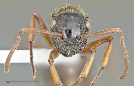 Polyrhachis cyrus - FOCOL2602-2
