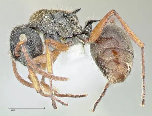 Polyrhachis cyrus - FOCOL2602-2