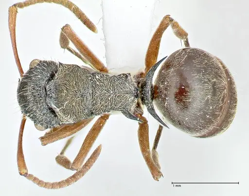 Polyrhachis cyrus - FOCOL2602-3