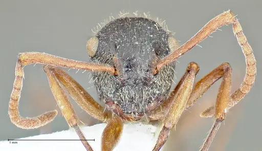 Polyrhachis cyrus - FOCOL2602-3