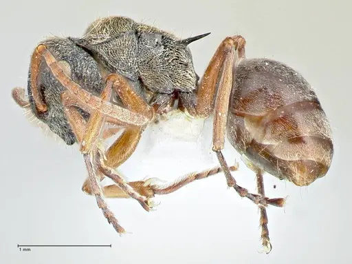 Polyrhachis cyrus - FOCOL2602-3