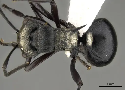 Polyrhachis daemeli specimen