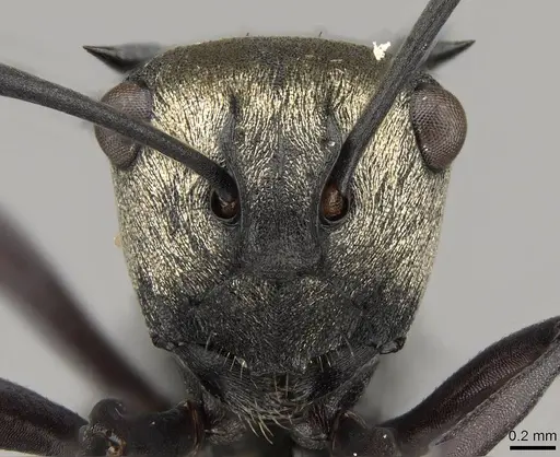 Polyrhachis daemeli specimen