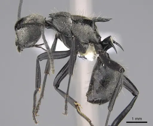 Polyrhachis daemeli - CASENT0887800