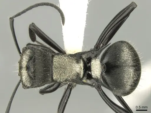 Polyrhachis daemeli - CASENT0906599