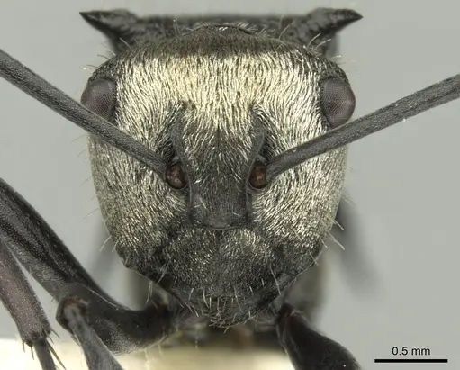 Polyrhachis daemeli - CASENT0906599