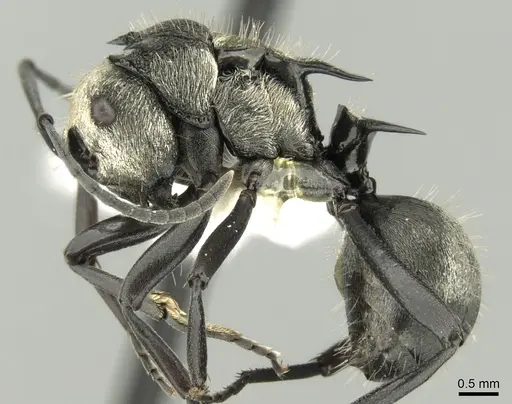 Polyrhachis daemeli - CASENT0906599