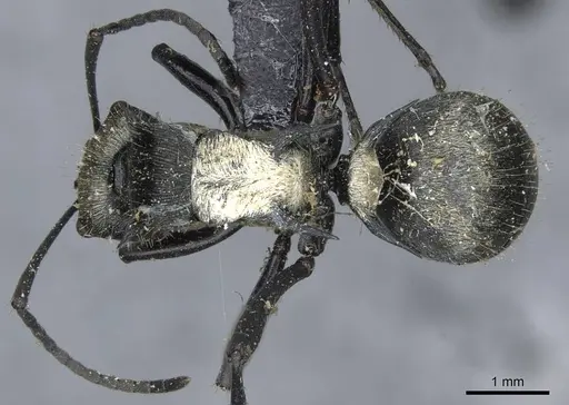 Polyrhachis daemeli - CASENT0910843