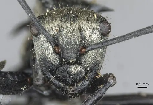 Polyrhachis daemeli - CASENT0910843