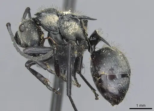 Polyrhachis daemeli - CASENT0910843