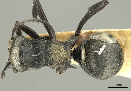 Polyrhachis daemeli - CASENT0915611