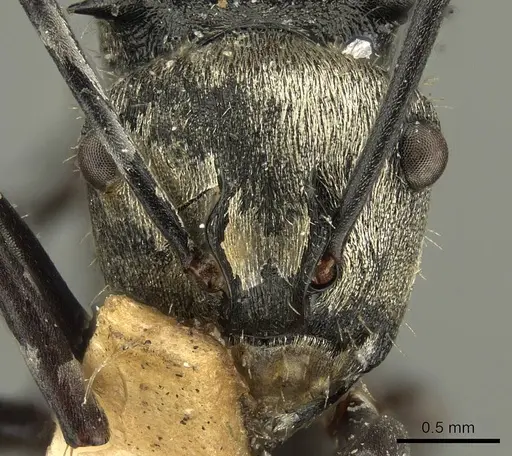 Polyrhachis daemeli - CASENT0915611