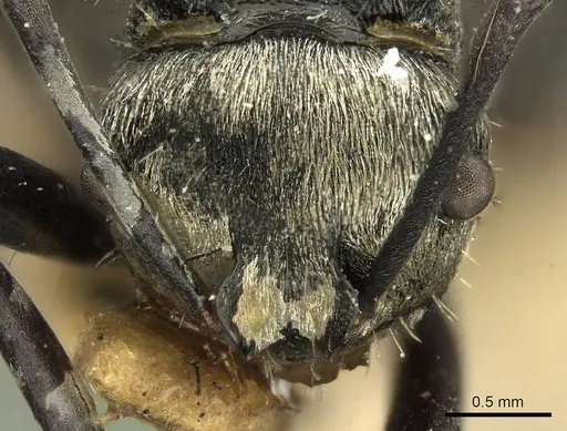 Polyrhachis daemeli - CASENT0915611