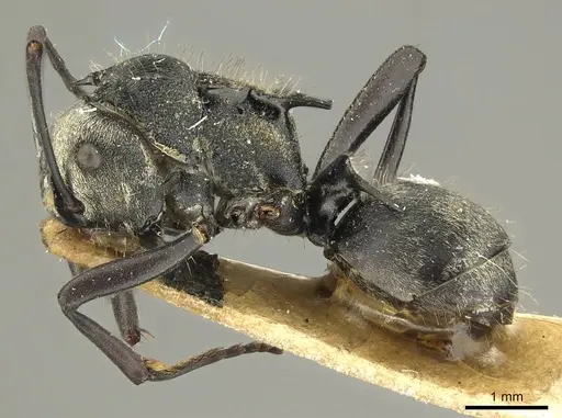 Polyrhachis daemeli - CASENT0915611