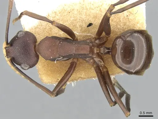 Polyrhachis dahlii specimen