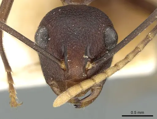 Polyrhachis dahlii specimen