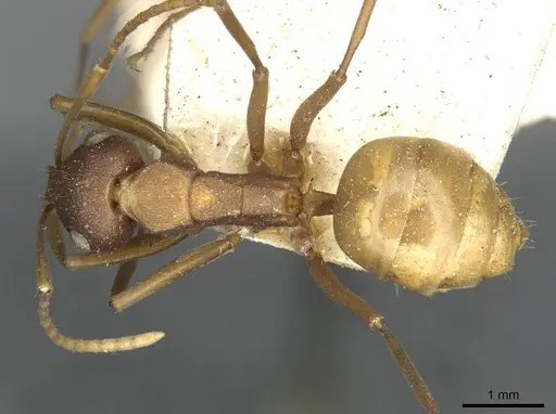 Polyrhachis dahlii - CASENT0910792