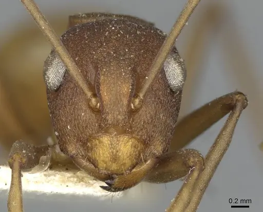 Polyrhachis dahlii - CASENT0910792