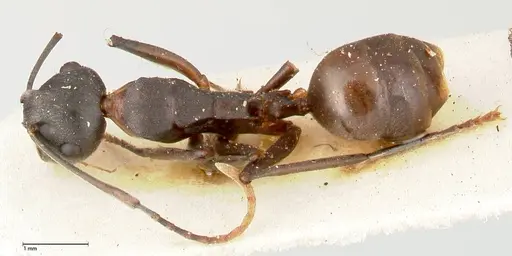 Polyrhachis dahlii - FOCOL0453