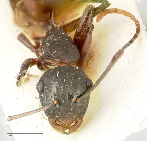 Polyrhachis dahlii - FOCOL0453