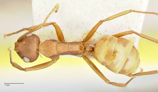 Polyrhachis dahlii - FOCOL2535