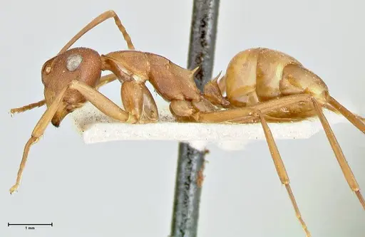 Polyrhachis dahlii - FOCOL2535