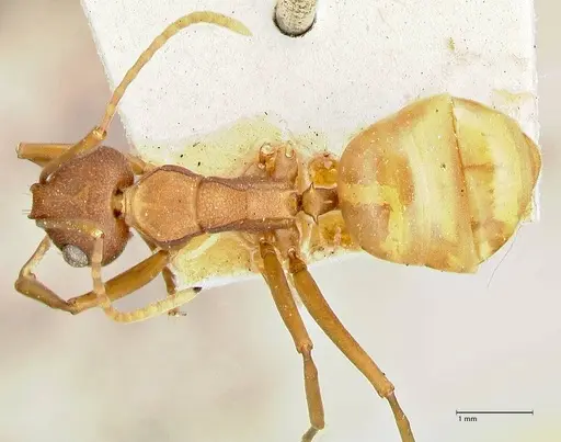 Polyrhachis dahlii - FOCOL2536