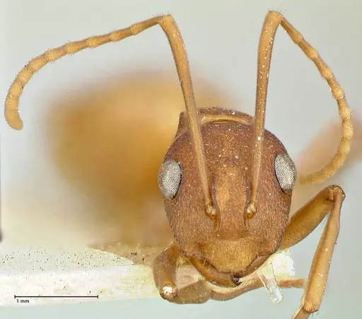 Polyrhachis dahlii - FOCOL2536