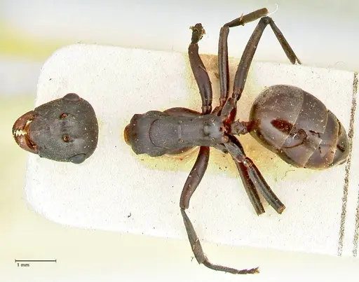Polyrhachis dahlii - FOCOL2541