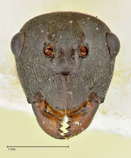 Polyrhachis dahlii - FOCOL2541