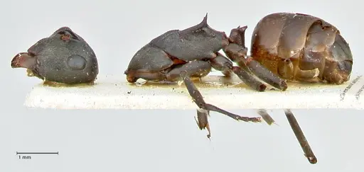 Polyrhachis dahlii - FOCOL2541