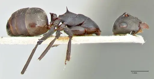Polyrhachis dahlii - FOCOL2541