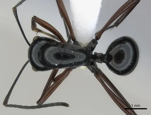 Polyrhachis danum specimen