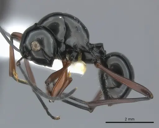 Polyrhachis danum specimen