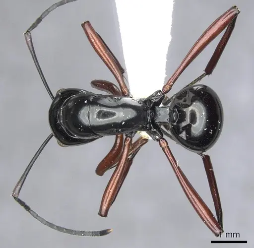 Polyrhachis danum - CASENT0903418