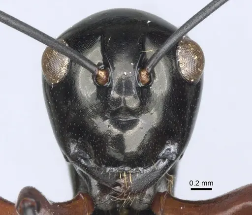Polyrhachis danum - CASENT0903418