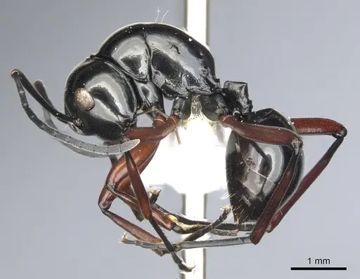 Polyrhachis danum - CASENT0903418