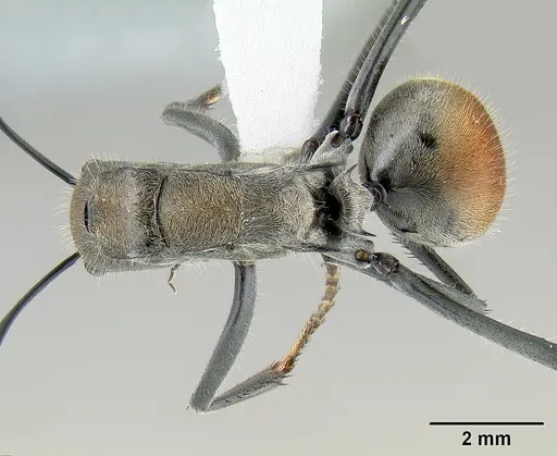 Polyrhachis darlingtoni specimen