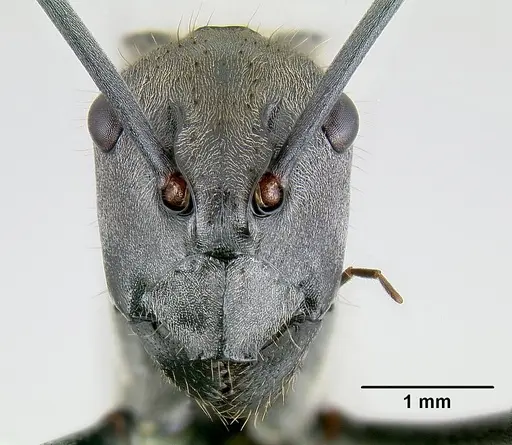 Polyrhachis darlingtoni specimen