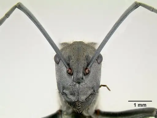 Polyrhachis darlingtoni specimen