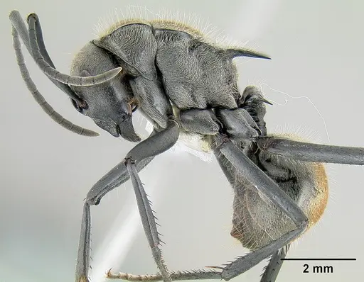 Polyrhachis darlingtoni - CASENT0106007